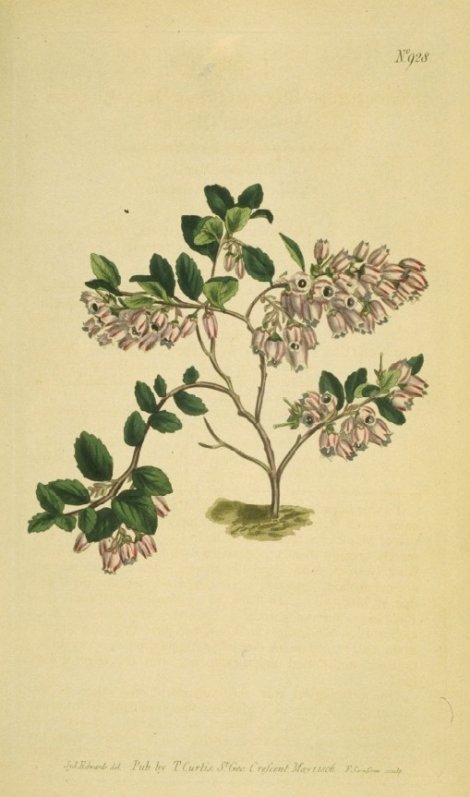 Gaylussacia brachycera - Curtis's Botanical