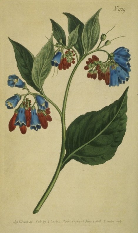 Symphytum asperum - Curtis's Botanical
