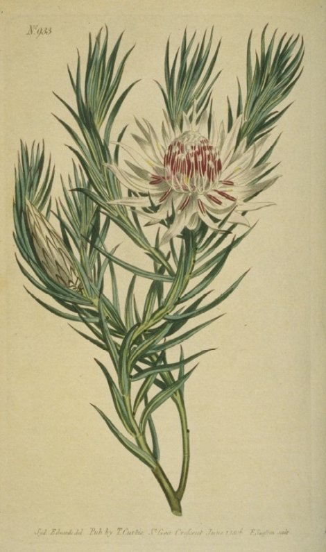 Protea odorata - Curtis's Botanical