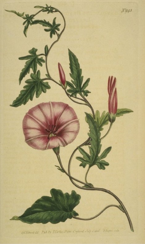 Convolvulus althaeoides - Curtis's Botanical