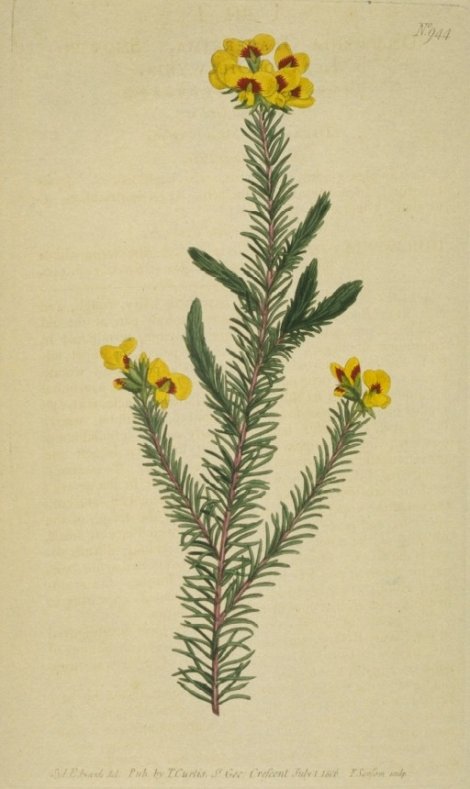 Dillwynia floribunda - Curtis's Botanical