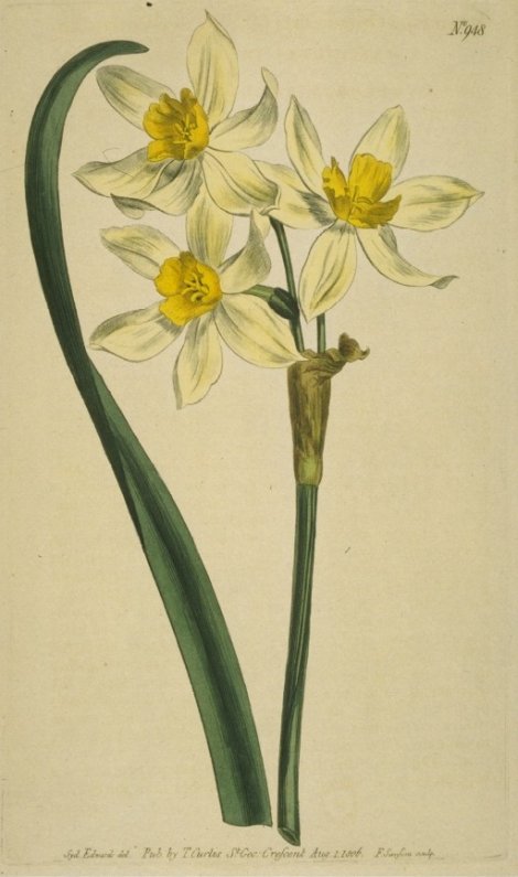 Narcissus tayetta (variety) - Curtis's Botanical