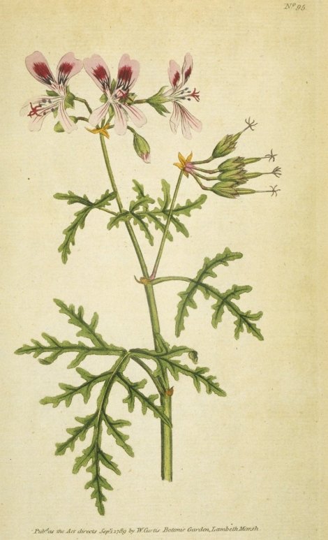 Pelargonium radula - Curtis's Botanical