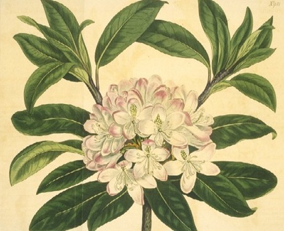 Rhododendron maximum - Curtis's Botanical