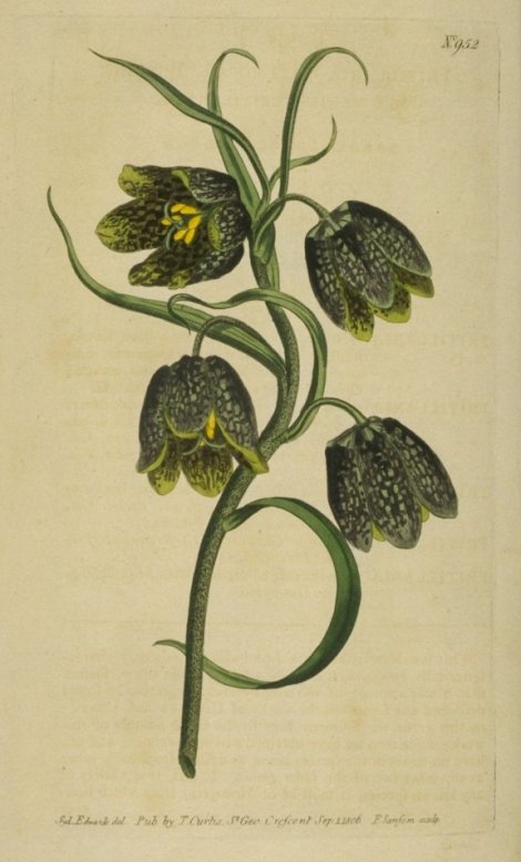 Fritillaria montana - Curtis's Botanical