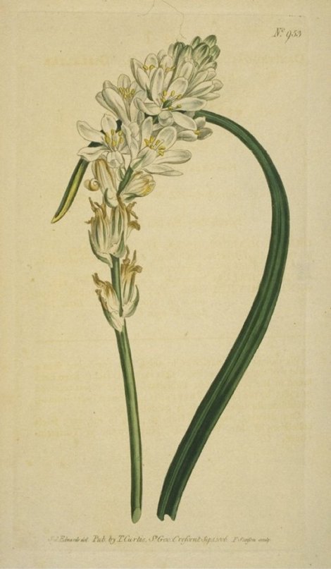 Ornithogalum unifolium concinnum - Curtis's Botanical