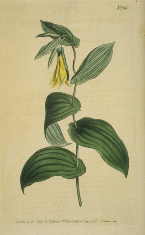 Uvularia Perfoliata - Curtis's Botanical