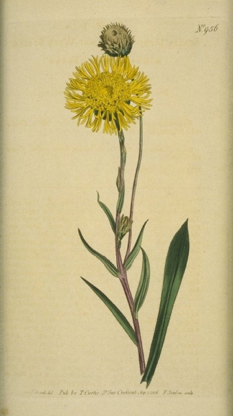 Podolepis jaceoides - Curtis's Botanical