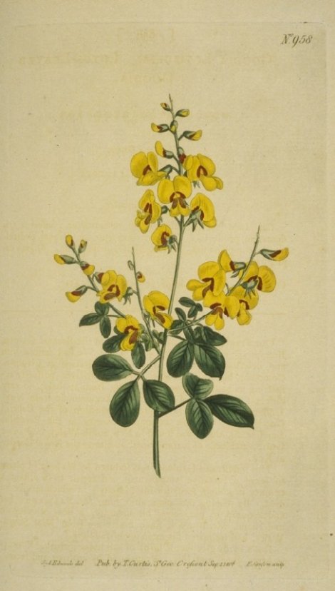 Goodia lotifolia - Curtis's Botanical