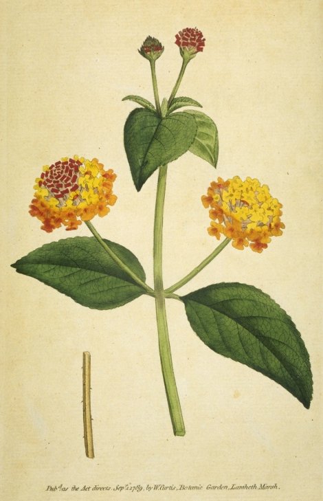 Lantana camara - Curtis's Botanical