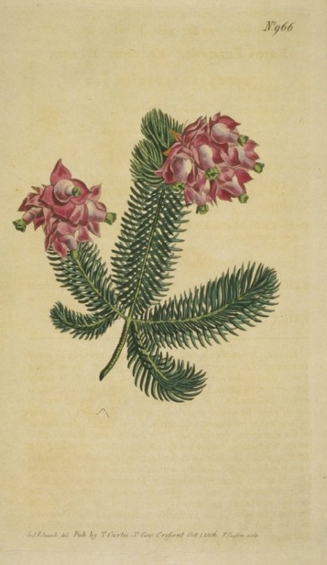 Erica elegans - Curtis's Botanical