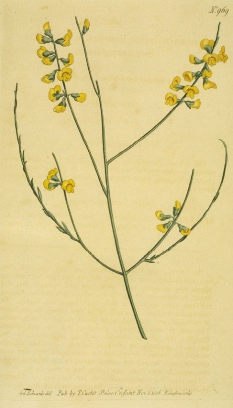Sphaerolobium vimineum - Curtis's Botanical