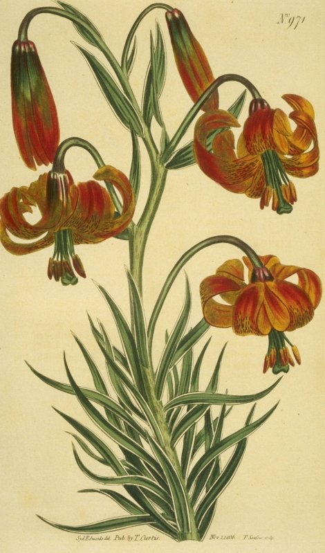 Lilium pomponium - Curtis's Botanical