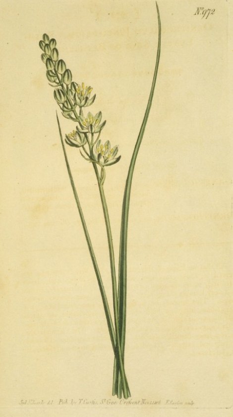 Ornithogalum graminifolium - Curtis's Botanical