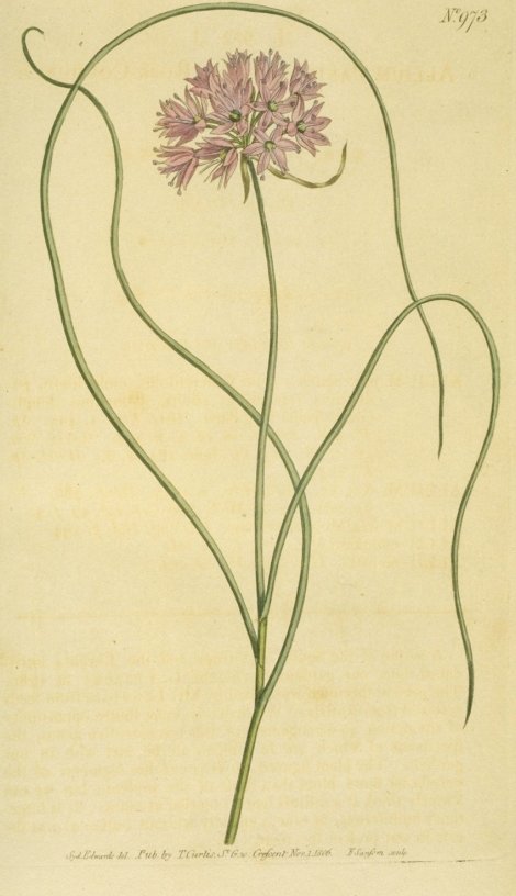 Allium paniculatum - Curtis's Botanical