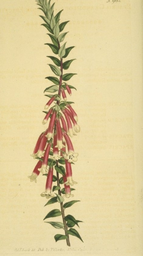 Epacris longiflora - Curtis's Botanical