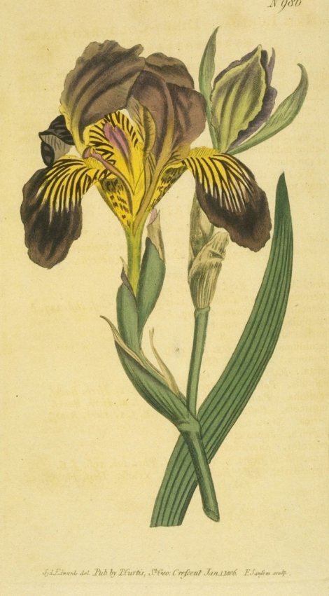 Iris lurida - Curtis's Botanical