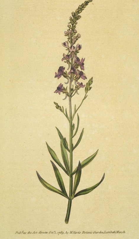 Linaria purpurea - Curtis's Botanical