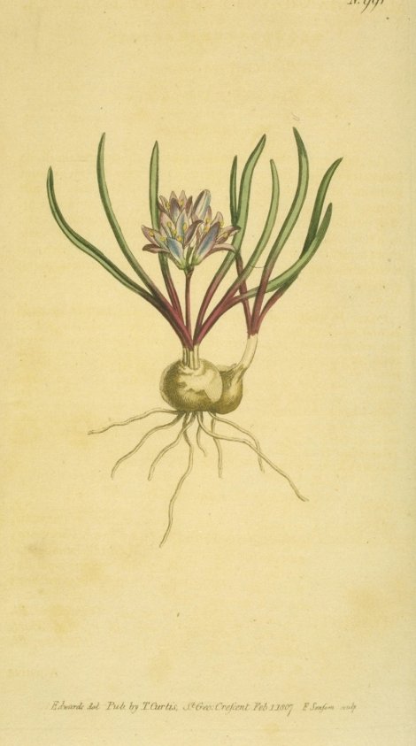 Polyzena corymbosa - Curtis's Botanical