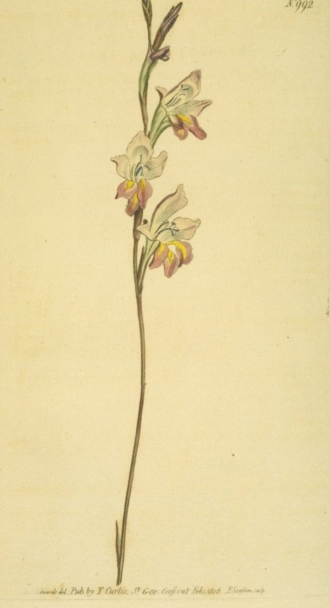 Gladiolus brevifolius - Curtis's Botanical
