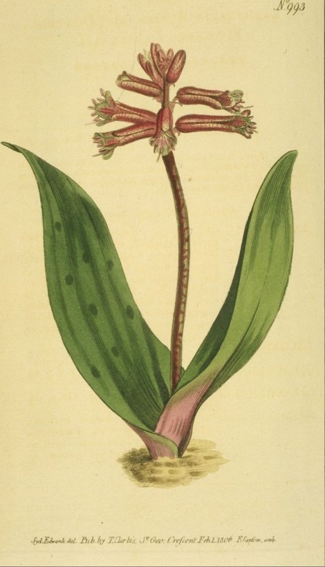 Lachenalia rubida - Curtis's Botanical
