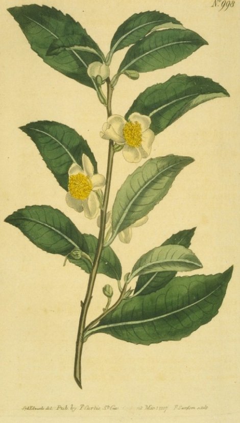 Camellia sinensis - Curtis's Botanical