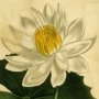 Aegyptian Water Lily, Lotus