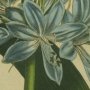 African Agapanthus, Blue Lily