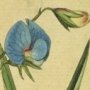 Blue Flowered Lathyrus, Chichling Vetch, Indian Pea, Riga Pea, Dogtooth Pea, Khesari