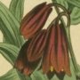 Brown Flowered Uvularia