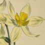 Cream Coloured Narcissus of the Levant, Bunch Flowered Narcissus, Polyanthys Narcissus