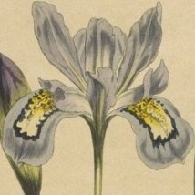 Crested Iris, Flag, Fleur de lis, Sword Lily