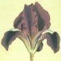 Dwarf Iris, Dwarf Flower-du-luce, Sword Lily, Fleur de lis, Flag, Iris