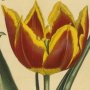 Early Dwarf Tulip