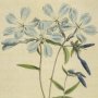 Early Flowering Lychnidea, Phlox, Wild Sweet William, Blue Phlox