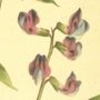Early Flowering Orobus, Bitter Vetch, Spring Vetch