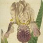Elder Scented Iris, Flag, Fleur de Lis, Sword Lily