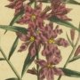 Fine Branched Willow Herb, Loosetrife