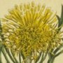 Fork Leaved Protea, Broad Leaf Drumstick