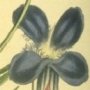 Fringe Flowered Gentian