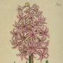 Garden Hyacinth, Common Hyacinth