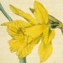Great Daffodil, Daffodil, Wild Daffodil, Lent Lily, Trumpet Narcissus