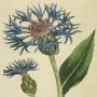 Greater Blue Bottle, Knapweed, Star Thistle, Perennial Cornflower