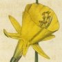Hoop Petticoat Narcissus, Daffodil, Petticoat Daffodil