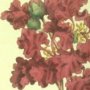 Indian Lagerstroemia, Crape Myrtle, Crepe Flower