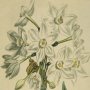 Italian Narcissus, Paper White Narcissus, Daffodil