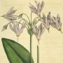 Mead's Dodecatheon, American Cowslip, Shooting Star