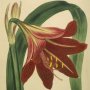 Mexican Lily, Amaryllis, Knight's Star Lily