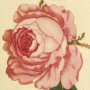 Moss Rose, Provence Rose, Cabbage Rose, Holland Rose, Comon Moss Rose