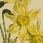 Narrow Leaved Narcissus